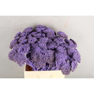 Df Achillea Paint Bs Milka