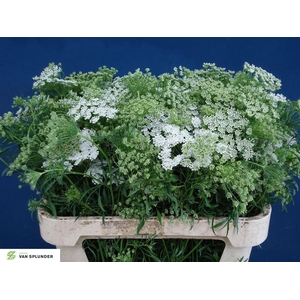 Ammi Majus