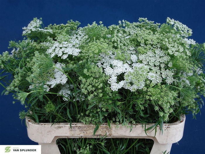 <h4>Ammi Majus</h4>