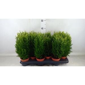 Chamaecyparis laws. 'Snow White'