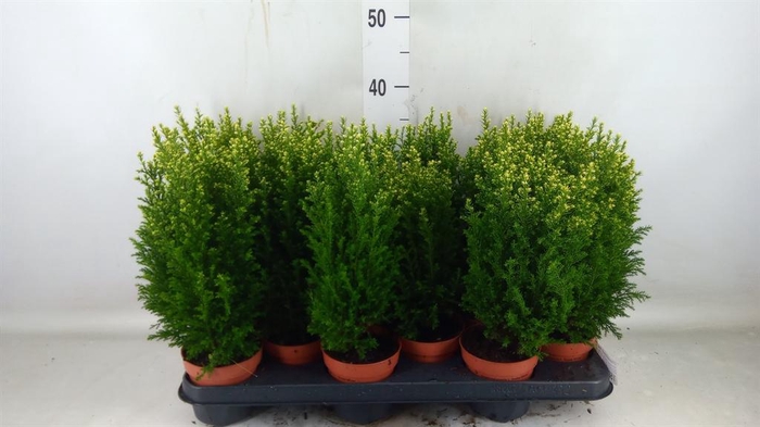 <h4>Chamaecyparis laws. 'Snow White'</h4>