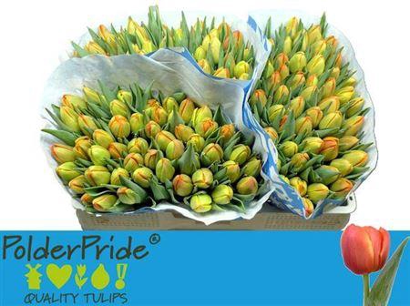 <h4>Tu Du Icoon</h4>