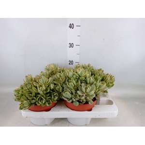 Crassula   ...