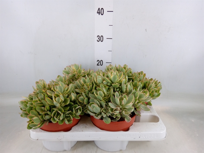 <h4>Crassula   ...</h4>