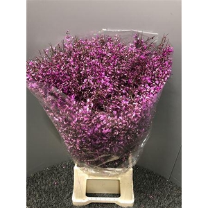 Genista 400gr Col Lila