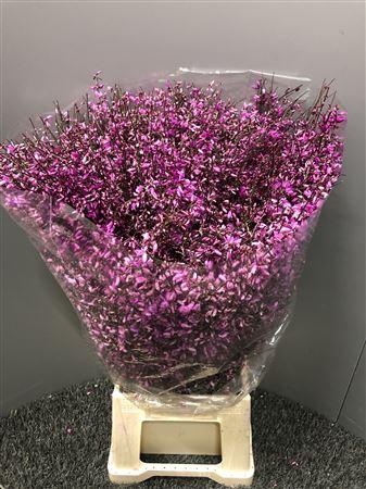 <h4>Genista 400gr Col Lila</h4>