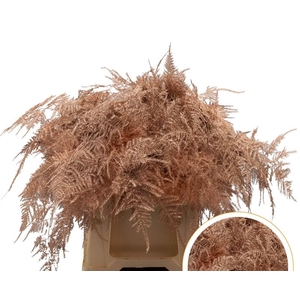 Asparagus 1e Veren Copper