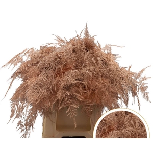 Asparagus 1e Veren Copper