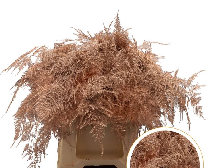 <h4>Asparagus 1e Veren Copper</h4>