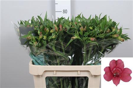 <h4>Alstr Heartbreaker</h4>