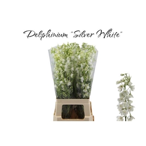 DELPH EN BE AN WHITE