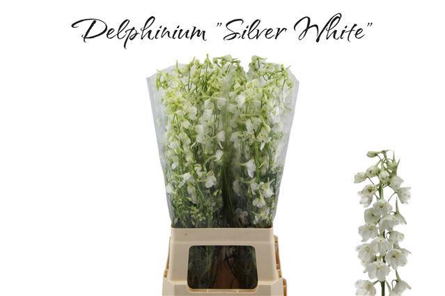 <h4>DELPH EN BE AN WHITE</h4>