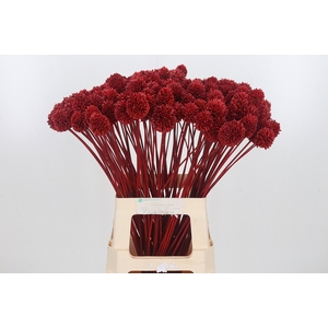 Allium Sphaero Kl Bh Rood