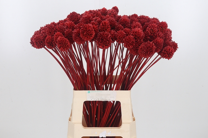 <h4>Allium Sphaero Kl Bh Rood</h4>