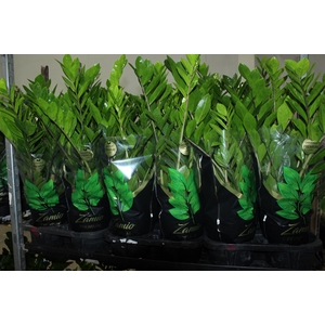 ZAMIOCULCAS PREMIUM P17 PREMIUM