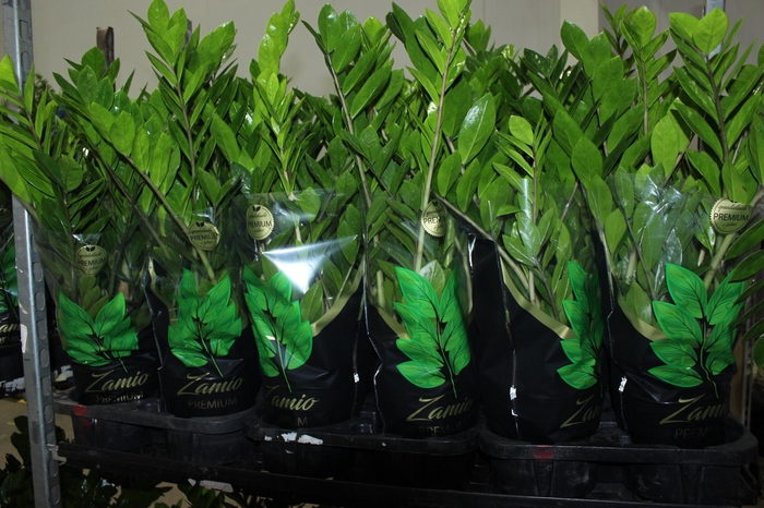 <h4>ZAMIOCULCAS PREMIUM P17 PREMIUM</h4>