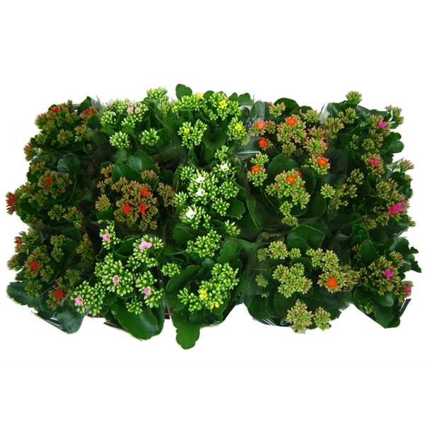<h4>Kalanchoe Mix Single</h4>