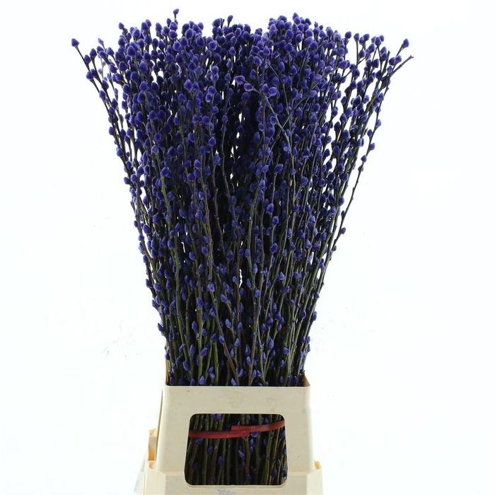 <h4>Salix Snow Flake Klb Lavender</h4>