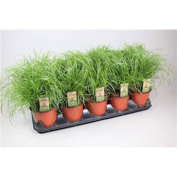 <h4>Cyperus alternifolius 'Zumula'</h4>