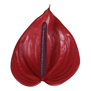 Anthurium Andreanum Grp Cerato