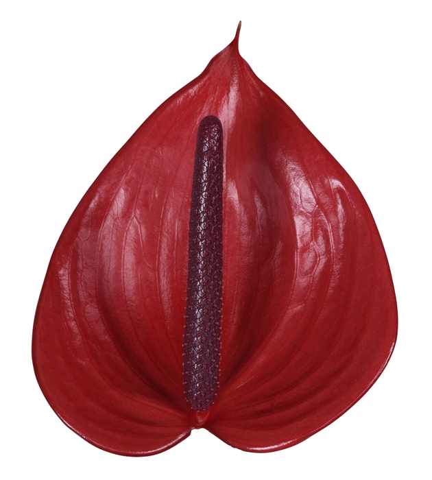<h4>Anthurium Andreanum Grp Cerato</h4>