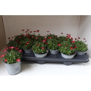 SAXIF AR TOUR DP RED