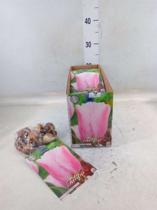 <h4>Tulipa   ...flowerbulbs</h4>