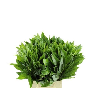COCCULUS