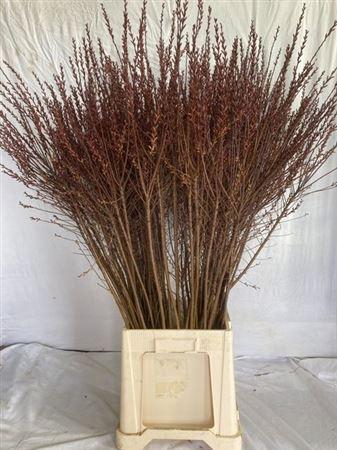 <h4>Myrica Gale</h4>