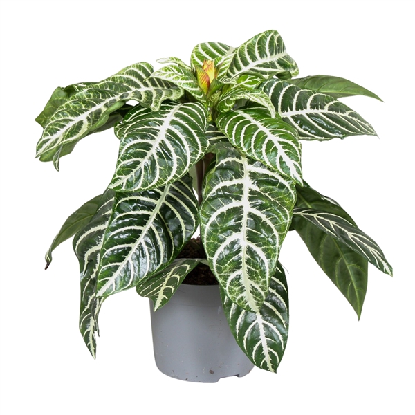 <h4>Aphelandra Squarrosa</h4>