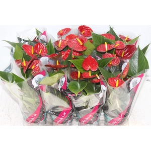 ANTHURIUM RED SUCCESS P09