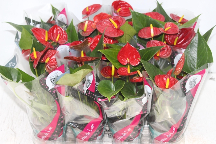 <h4>ANTHURIUM RED SUCCESS P09</h4>