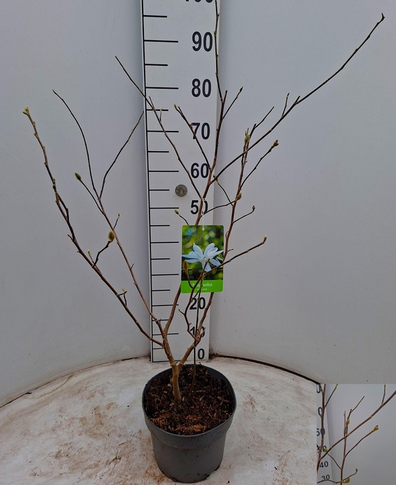 <h4>MAGN STELLATA OV</h4>