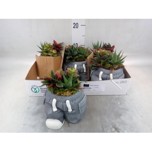 Arr.   Kamerplant Groen L%