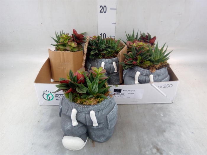 Arr.   Kamerplant Groen L%