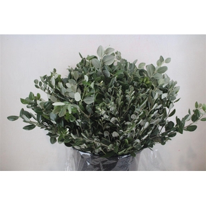 Pittosp Ralphi Leaves 400gr P Bunch