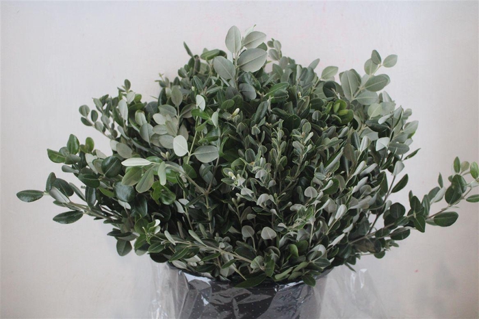 <h4>Pittosp Ralphi Leaves 400gr P Bunch</h4>