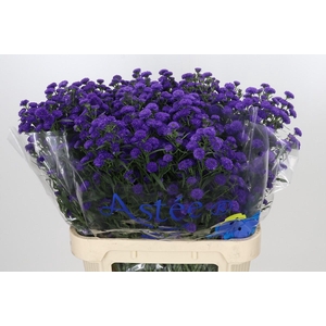 Aster Baby Parade