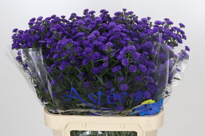 <h4>Aster Baby Parade</h4>