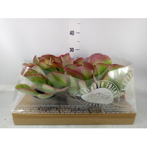 Kalanchoe NF thyrsiflora