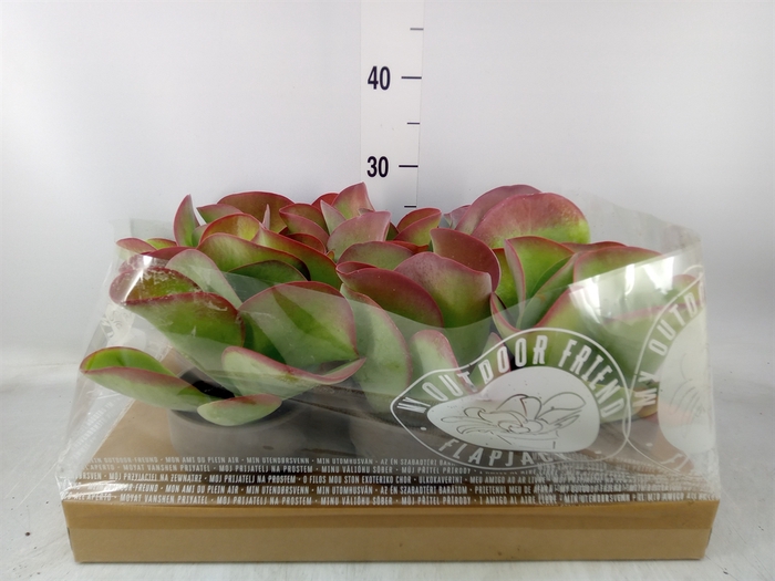 <h4>Kalanchoe NF thyrsiflora</h4>
