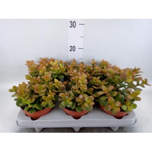 Crassula ovata 'Minor'