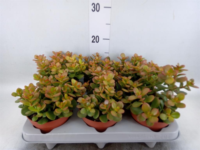 <h4>Crassula ovata 'Minor'</h4>