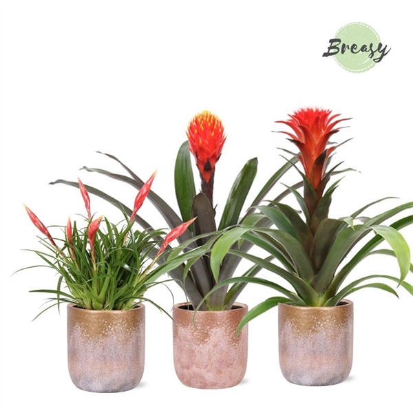 <h4>Bromelia Royal Classic - 13cm in Luxor | Mimesis</h4>