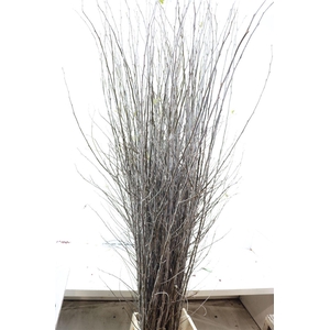 Cornus Abeel P Tak