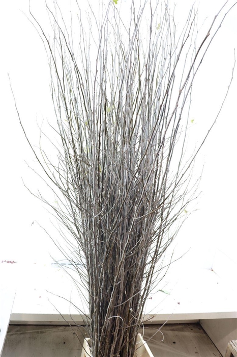 <h4>Cornus Abeel P Tak</h4>