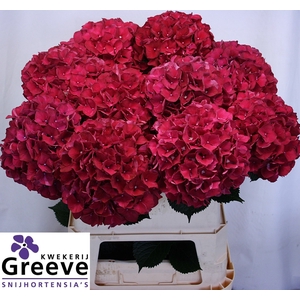 Hydr Magical Rubyred Greeve