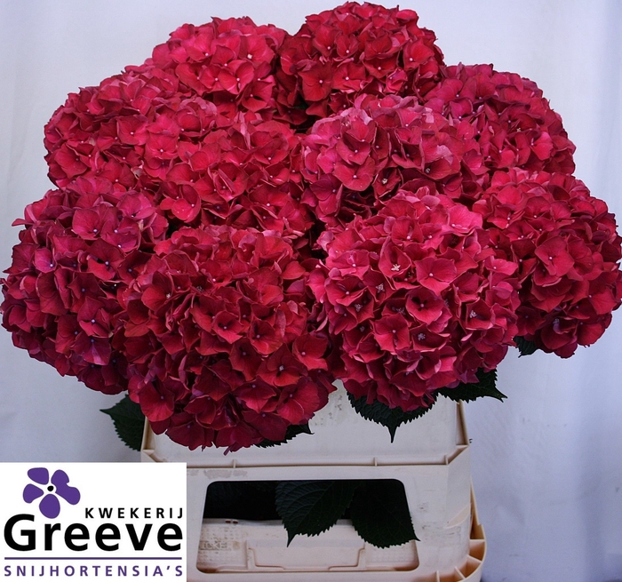 <h4>Hydr Magical Rubyred Greeve</h4>
