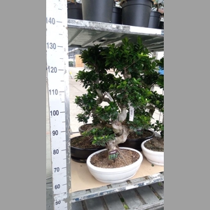 Ficus microcarpa 'Ginseng'