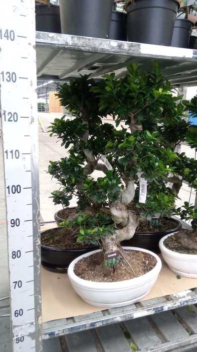 <h4>Ficus microcarpa 'Ginseng'</h4>